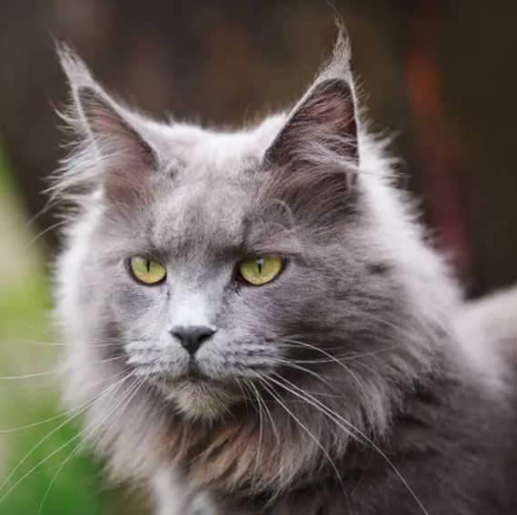 Feline Fab: Exploring the Fascinating World of Cat Breeds