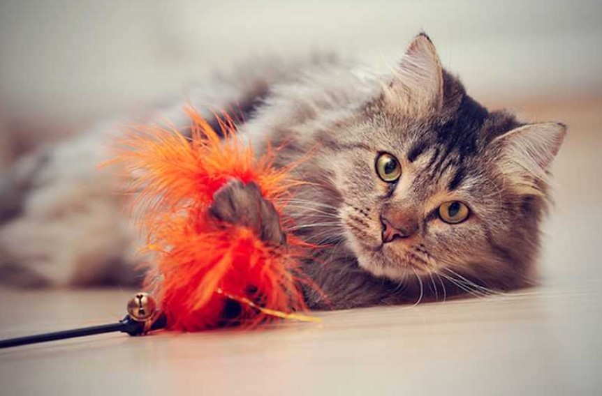 Paws for Play: Engaging Activities to Delight Your Feline Friend